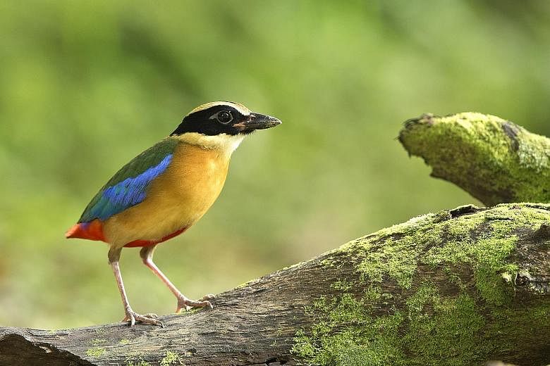 The retaining of this green hillock (left), frequented by birds such as the blue-winged pitta (below, left), comes after discussions with the Nature Society of Singapore.