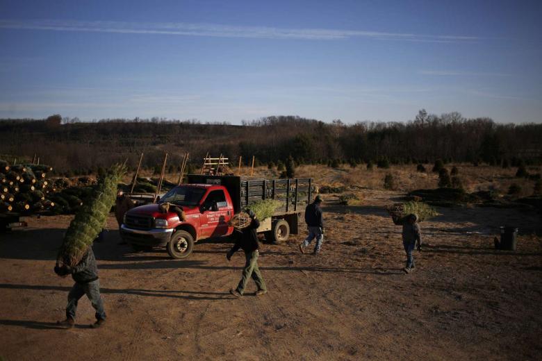 In Pictures Operations during a Christmas tree harvest The Straits Times