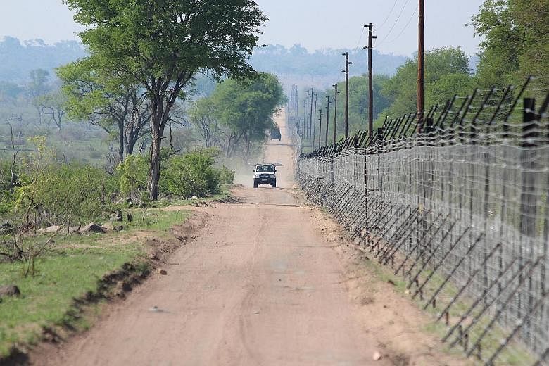 Conventional methods to ward off poachers include tranquillising the rhino so that tracking sensors can be inserted into its horn and under its skin, and removing its horn completely. A patrol car driving by a fence which separates a private game res