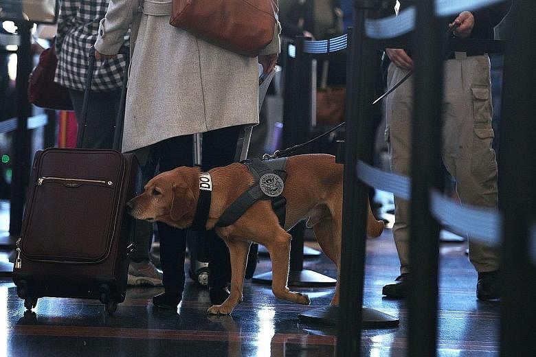 Some airports, such as at Ronald Reagan Washington National Airport (above) in Virginia pictured here on Wednesday, are engaging the services of therapy dogs to help ease the stress of frazzled travellers. About 49 million people are expected to trav