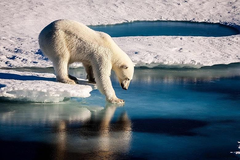An Arctic polar bear. The climate catastrophe gets short shrift, largely because powerful fossil fuel producers still have enormous political clout following decades-long campaigns to sow doubt about whether anthropogenic emissions are really causing