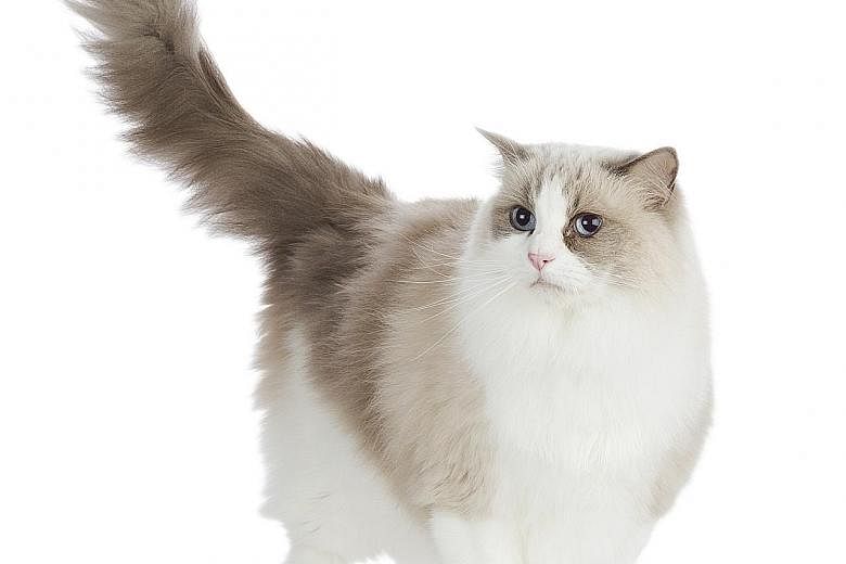 Rag doll cats have blue eyes, semi-long hair, and a soft and silky coat.
