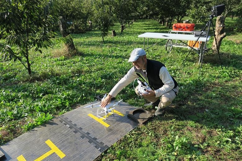 Faced with a labour shortage, Mr Takahashi (above) uses his experience in the IT industry for his pear farm. His drone is equipped with a camera for aerial photos to monitor the growth of his crops and discover any irregularities. Mr Mitsui (left) ex