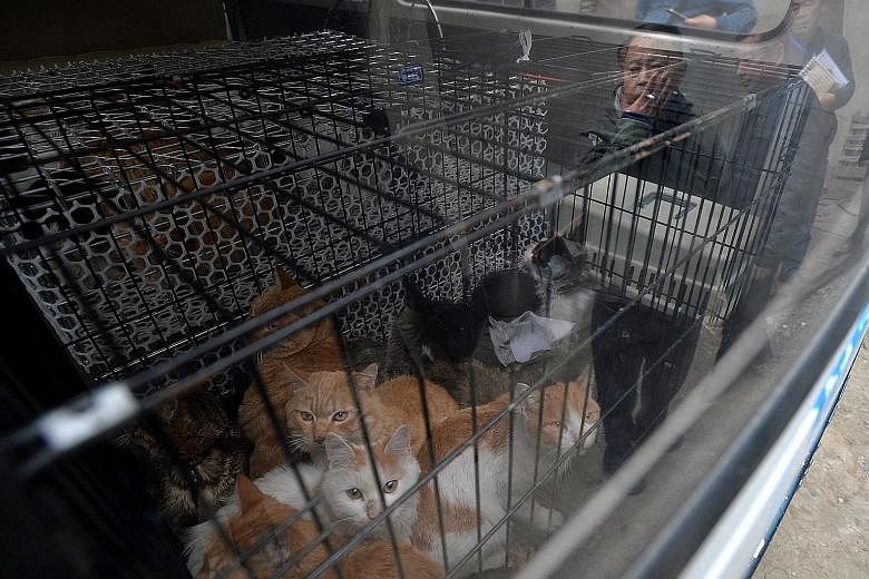 Cats rescued from the slaughterhouse in Chengdu which was closed down last Wednesday after a raid by police.