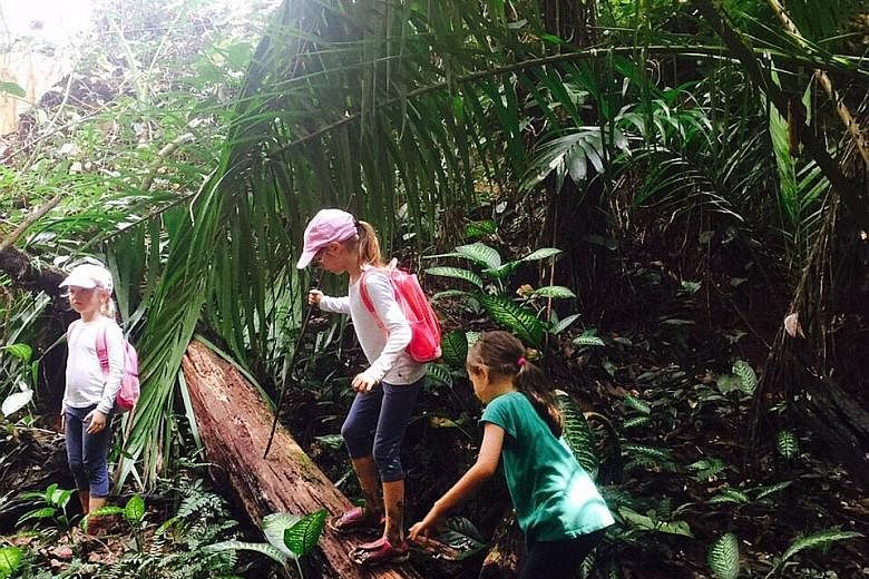 Forest School Singapore conducts two-hour journeys through forested areas. Nature Play, supported by social enterprise Chapter Zero Singapore, takes children to a forested area at Tampines Eco-Green or Dairy Farm Road area for child-led play sessions