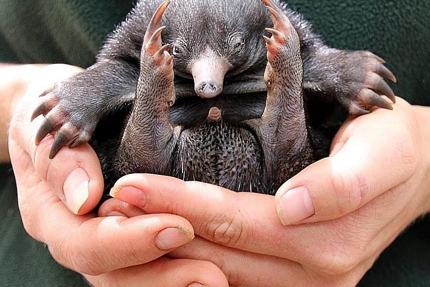 The platypus (left) and the echidna (above) have evolved changes in the GLP-1 hormone which make the substance more stable than in humans. This could help diabetics better control their blood sugar levels.