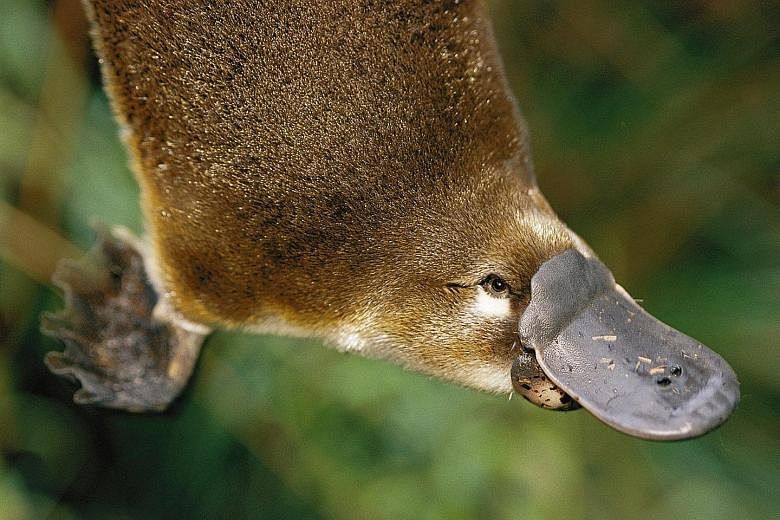 The platypus (left) and the echidna (above) have evolved changes in the GLP-1 hormone which make the substance more stable than in humans. This could help diabetics better control their blood sugar levels.