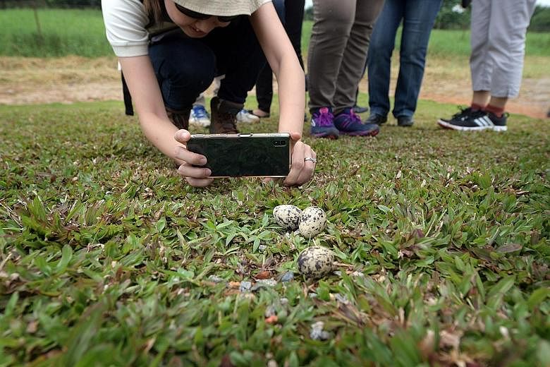 Bird eggs believed to belong to the red-wattled lapwing. Its habitats on Pulau Ubin have been enhanced, helping the species to breed more easily.