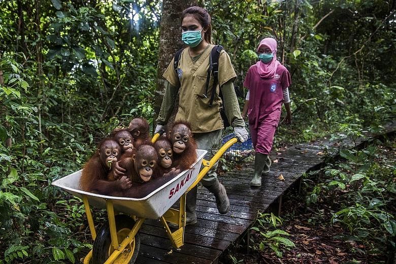 Keepers moving orang-utans to the International Animal Rescue centre in West Kalimantan. Agricultural powerhouses are expanding and destroying the forests there with the help of loans from some of the world's largest banks.