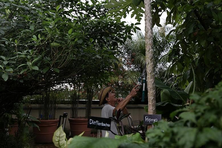 Mr Lim shows off some fruits of his labour. There are over 10 types of fruit trees, nurtured from saplings, by the gardener, With gardening tools in hand, Mr Lim snips away wayward branches and tugs on stubborn weeds, or piles food waste into the soi