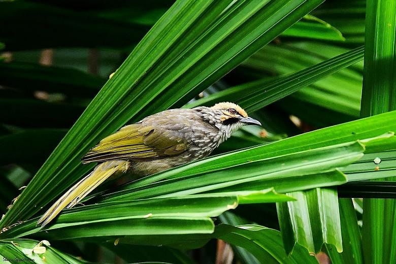 There are only an estimated 600 to 1,700 straw-headed bulbuls left in the wild. Singapore is thought to have at least 200 - and counting. Their numbers on Pulau Ubin have nearly doubled in 10 years.