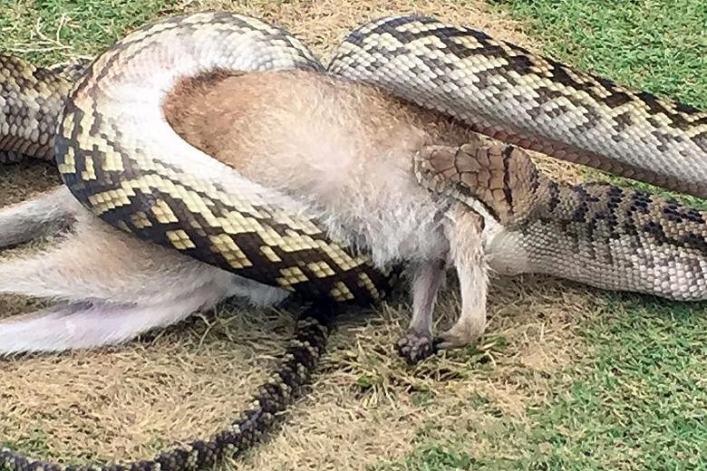 Mr Willemse took this photo of the 4m-long scrub python gorging on the wallaby at the Paradise Palms course in Cairns. He said the reptile was likely to have dropped onto the unsuspecting wallaby from a tree.