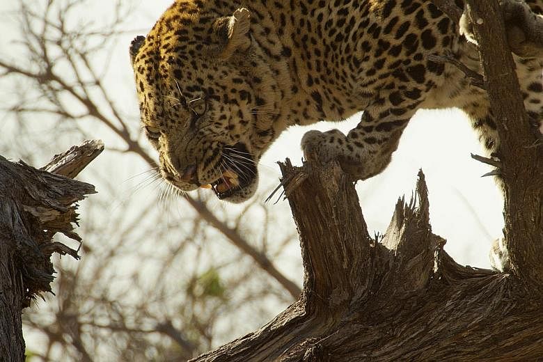 An old alpha male leopard is forced to hide in a fallen acacia tree after being chased by wild dogs.