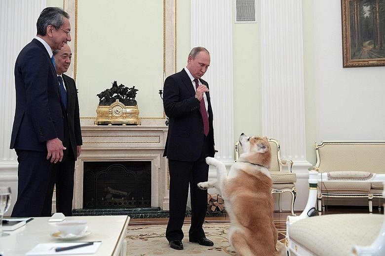 Russian President Vladimir Putin brought his dog Yume to an interview with Japanese journalists in Moscow on Tuesday, and the large Akita breed made sure that she and her master were well heard. Yume was not on a leash and soon began barking loudly a