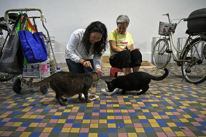 Ms Shirley Tan feeding the stray cats at Madam Nancy Koh's Beach Road estate. Madam Koh, who has been feeding strays out of her own pocket for the past 20 years, will receive free pet food supplies from an annual donation drive initiated by Ms Tan.