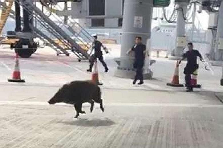 A wild boar at Chek Lap Kok International Airport in Hong Kong being held to the ground with police shields after leading officers on a chase (above). The incident was captured on video and published on the Apple Daily website. The adult anim