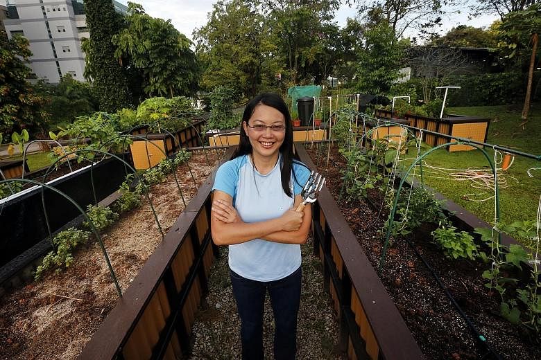 Ms Faith Foo, who has planted corn, eggplants and melons in her HortPark plot since August, says the NParks' scheme has taken root because the plot renter can control what he wants to grow. In community gardening schemes, everyone chips in but the he