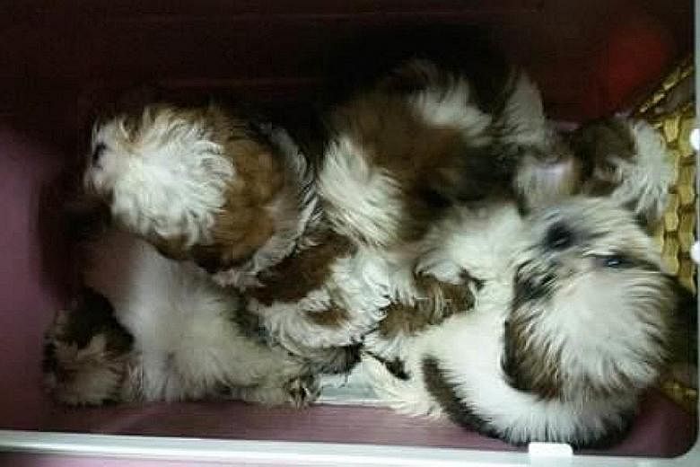 The smuggled puppies were kept in cramped conditions, with no food or water given to them.