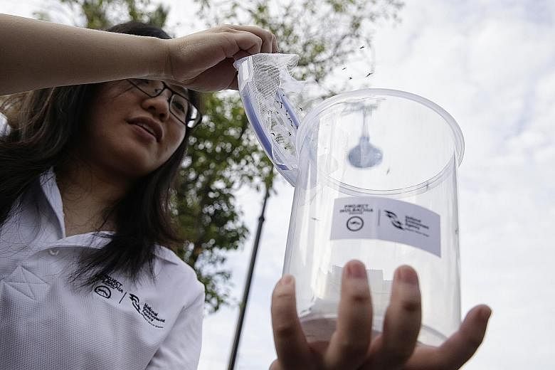 In October, the NEA released male Aedes aegypti mosquitoes carrying Wolbachia bacteria at an estate in a trial aimed at curbing the population of the disease-carrying mosquitoes.