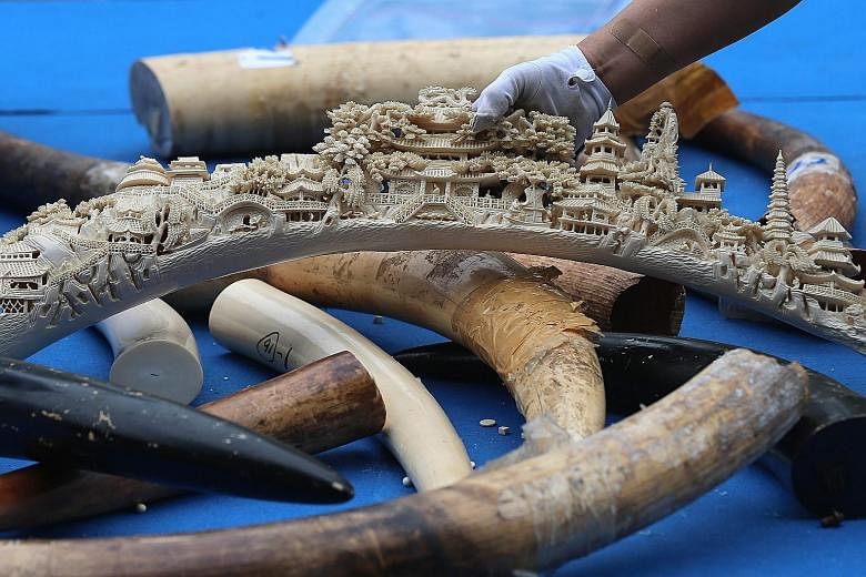 Carvers and collectors call ivory the "organic gemstone". According to some estimates, more than 100,000 elephants have been killed in the past decade to meet Chinese demand for ivory.