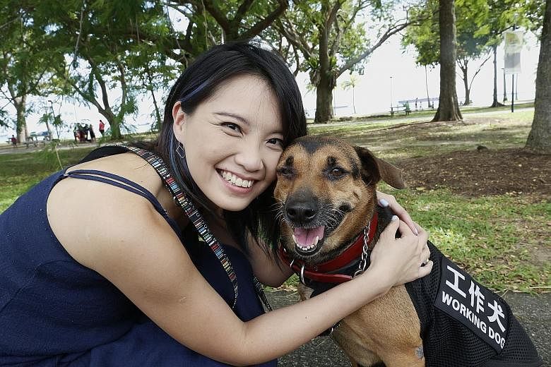 Ms Chew learnt to train her dog Butter to pick up the smell of someone having low blood sugar levels, with the help of people on online forums. Butter has even nudged her awake at night when she was fast asleep and had no idea her blood sugar levels 