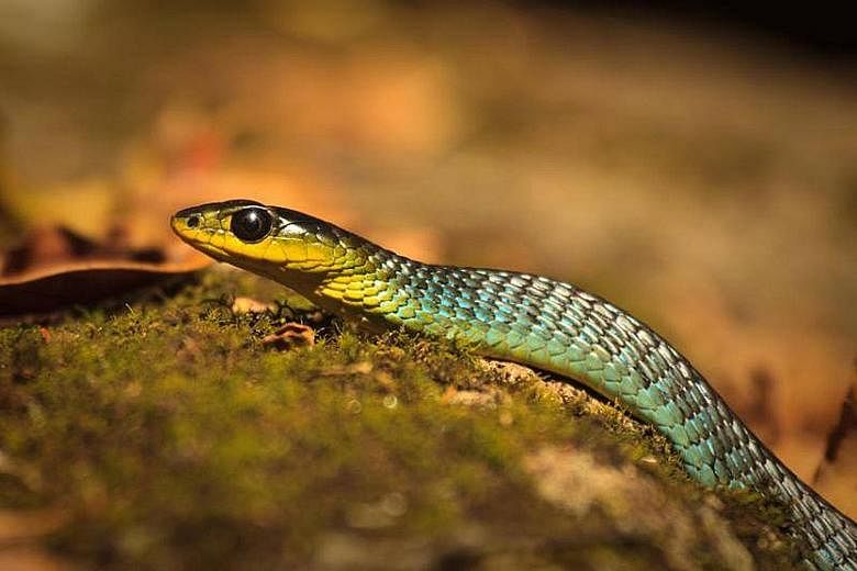 A green tree snake similar to the one that the victim accidentally stood on. The snake is not venomous.