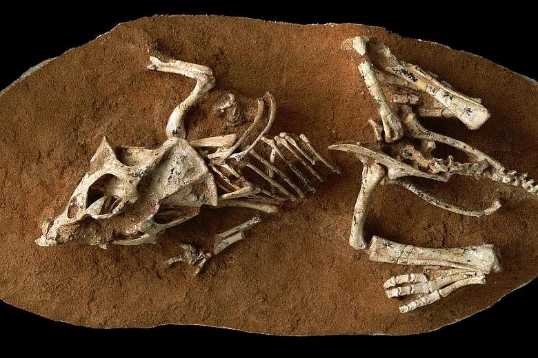 An undated handout photo shows a hatchling Protoceratops andrewsi fossil from the Gobi Desert in Mongolia. By using a new technique on exceedingly rare fossils of unhatched non-avian dinosaur embryos, scientists determined that they took twice as lon