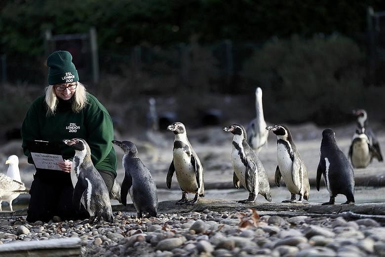 Zookeeper Suzi Hyde counting Humboldt penguins during the annual stocktake at the ZSL London Zoo in London on Tuesday. Keepers at the zoo have begun the mammoth task of counting the park's more than 700 species, with some using treats to entice some 