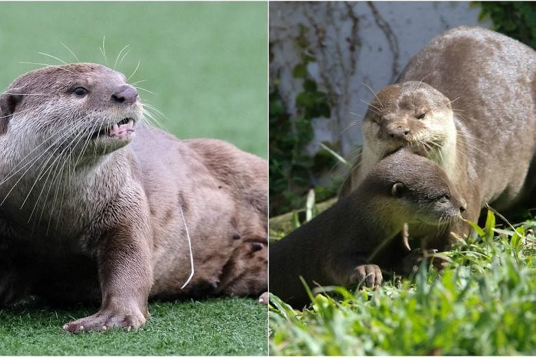 Injured 'mother' otter now free of fishing line