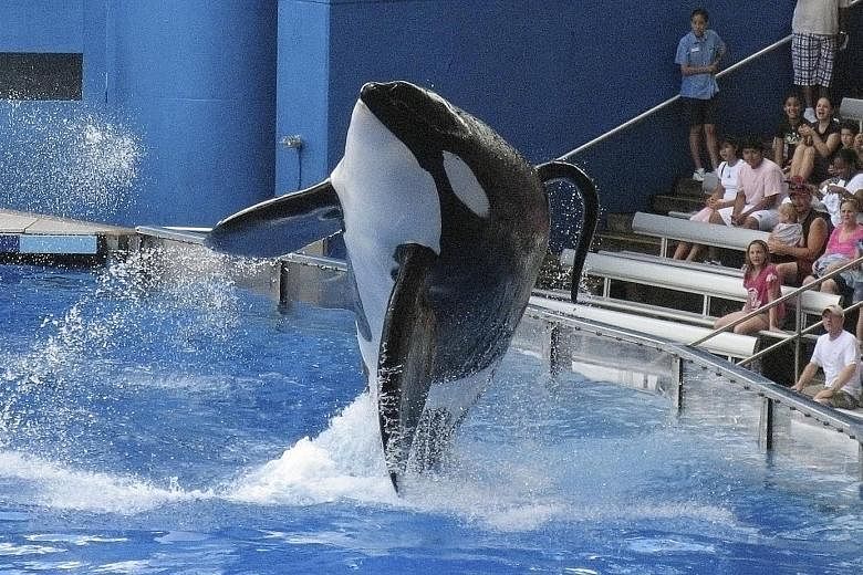 Tilikum performing at SeaWorld Orlando in 2009. The approximately 36-year-old killer whale, which faced "some very serious health issues", had been fighting a bacterial lung infection since March, said SeaWorld. It died on Friday.