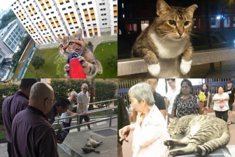 Adorable cats in Singapore that have sensations The