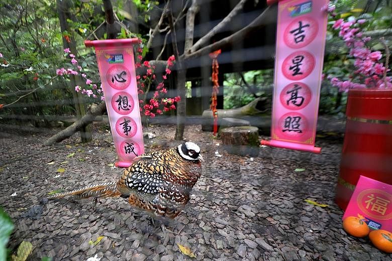 A Reeves' pheasant struts around Chinese New Year-themed surroundings at the Wings of Asia trail at Jurong Bird Park. Guests to the park can learn more about the fowl family at the Wings of Asia trail, where 13 varieties of pheasants are on display.