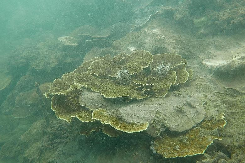 Left: A partially bleached coral on Big Sister's Island. Above: No sign of bleaching on a small colony of ring favid corals on Cyrene Reef. The study found that at deeper sites, the coral cover decline was 30 per cent, more than twice that of the 12 