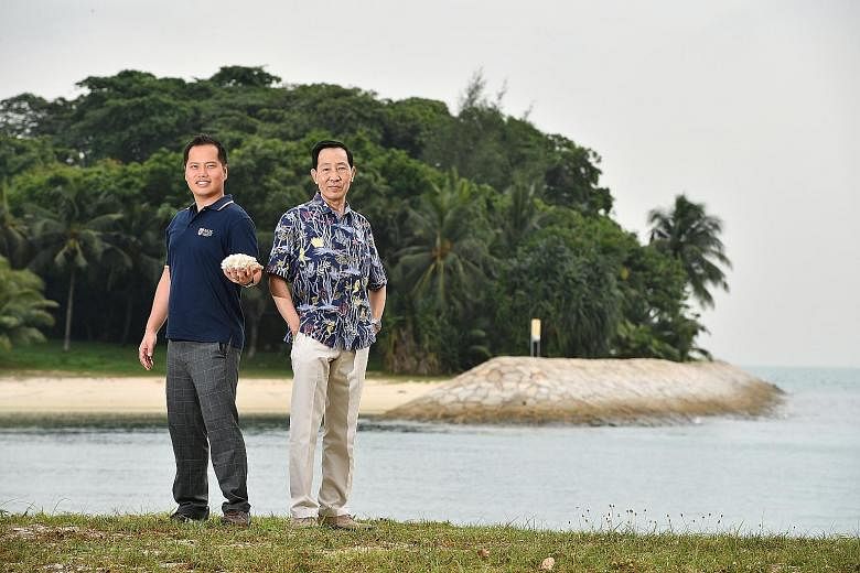 Dr Toh (holding a cauliflower coral) and Professor Chou on Lazarus Island, with a sea wall in the background. Scientists recorded a survival rate of more than 90 per cent after 213 corals grown in nurseries were transplanted onto sea walls on the isl