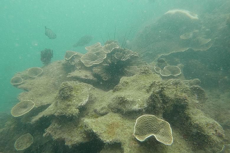 Right: Singapore's corals are recovering after the longest bleaching incident. This photo was taken early last November at Big Sister's Island. Above: An "omelette" leathery soft coral on Cyrene Reef last Dec 15. No fully bleached corals were spotted