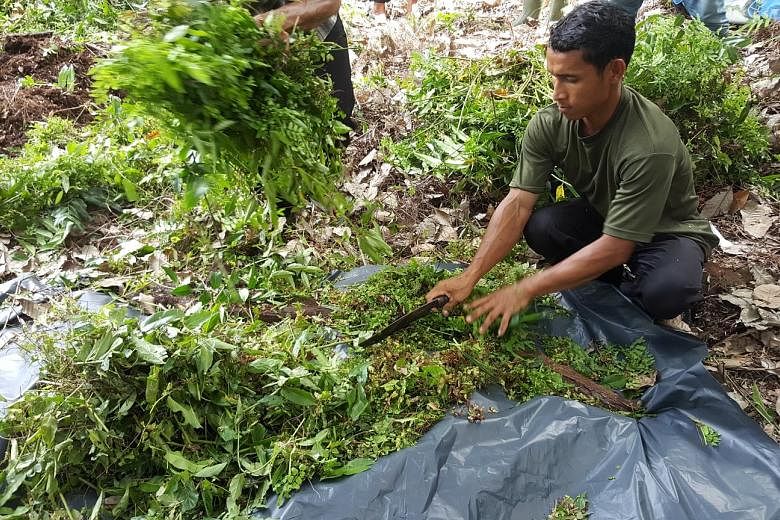 A villager in Riau province chopping shrubs into smaller pieces as part of the composting process. While the method of slash-and-burn is simpler and cheaper, farmers are learning the composting method to alleviate the haze situation.