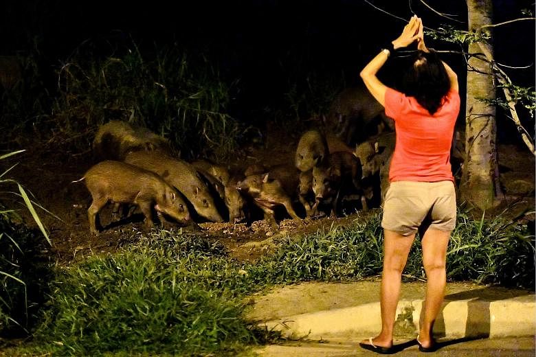 A woman spotted interacting with wild boars at the junction of Pasir Ris Drive 3 and Pasir Ris Farmway last Thursday evening. Some residents in the area support feeding the boars, but others say wild animals should not be fed.