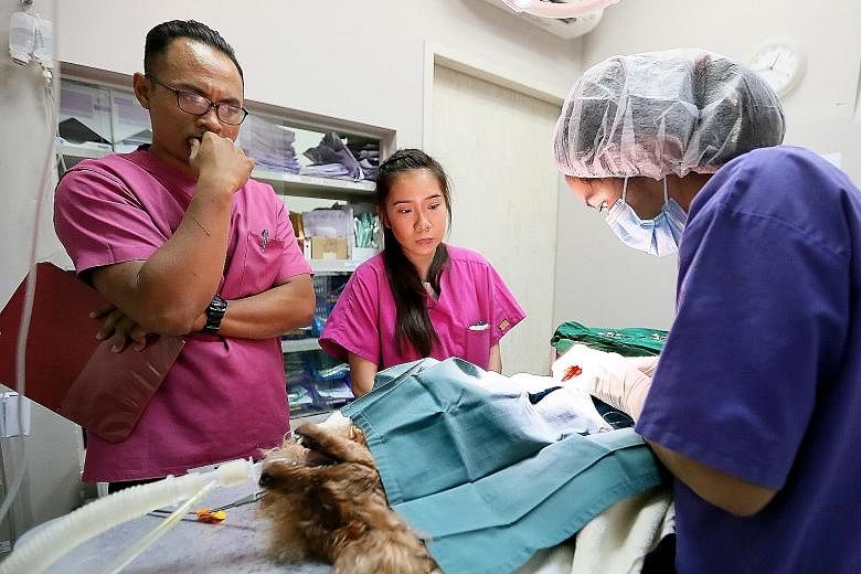 Junior vet technicians Muhammad Arfian Mohamed Hanafi and Enrica Cheng assisting Dr Marese Ong as she neutered a toy poodle at Allpets & Aqualife Clinic on Thursday.