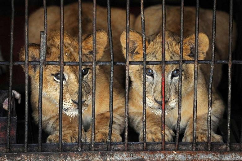 More dystopia than Zootopia: Zoos of death from around the world | The  Straits Times