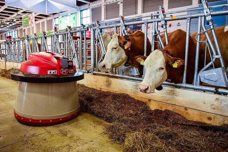 A robot sweeping food towards two dairy cows at an "automated farm" exhibit at the International Green Week food and agriculture fair in Berlin on Thursday. The annual trade event, which often features innovations in these industries, opened yesterda