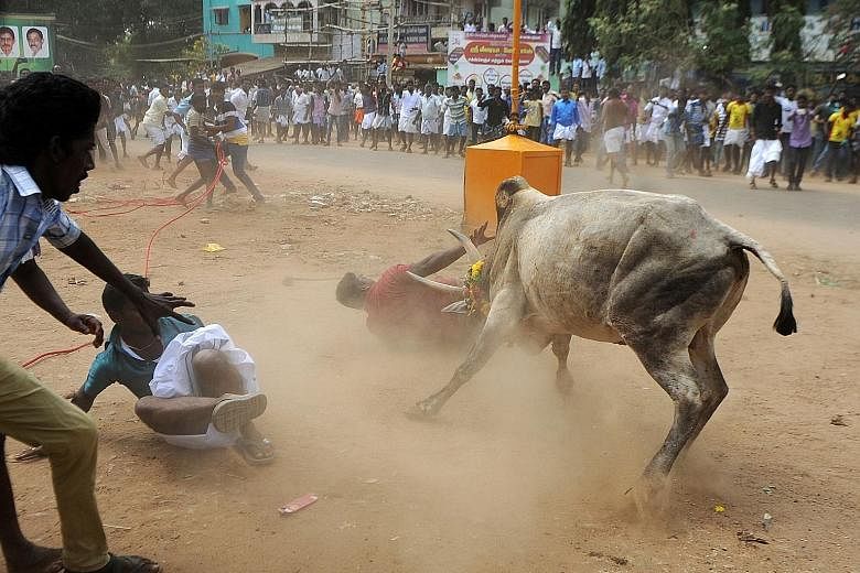 A bull charging through a crowd during Jallikattu on the outskirts of Madurai in Tamil Nadu earlier this month. Most villages had complied with the ban, but a few continued to defy it.