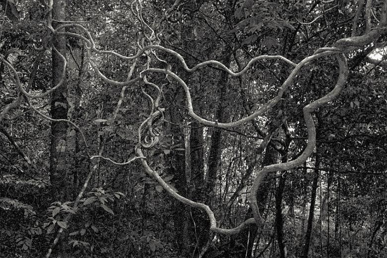 Beyond Wilderness, a book by Chua Chye Teck, features black-and-white photographs of forests (above).