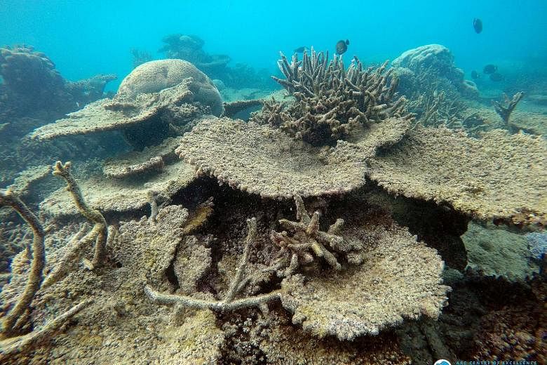 Dead table corals killed by bleaching on Zenith Reef, on the northern Great Barrier Reef in Australia, In the Seychelles, none of the reefs monitored in a study had recovered their original growth rates since the 1998 El Nino and barely a third were 