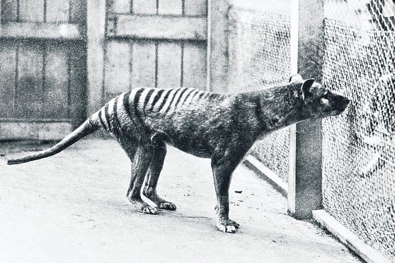 With its slender body and long snout, the Tasmanian tiger looks as if it could be related to a dog or wolf.