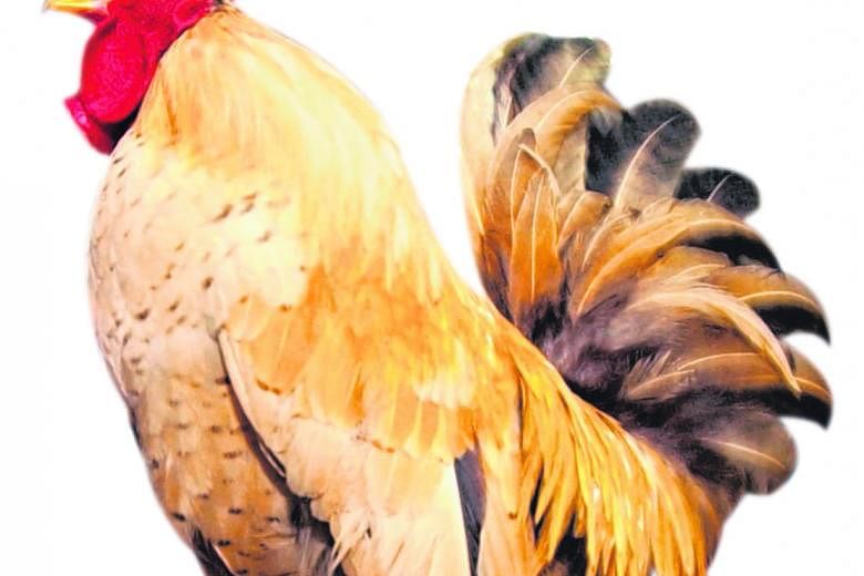 Chickens have self-control when it comes to holding out for a better food reward. They can also assess their position in the pecking order.