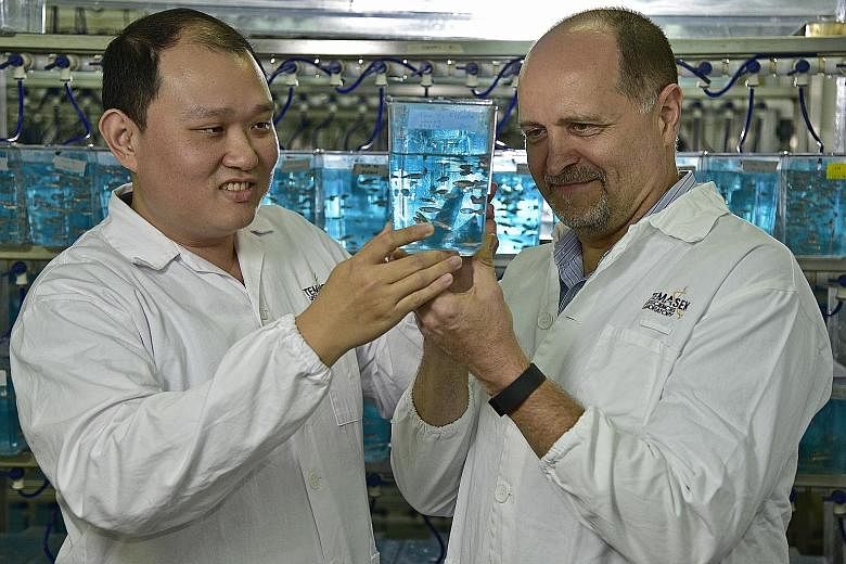 Dr Liew (left) and Prof Orban found that heating water zebrafish are in not only created females that turned into males, but also caused the development of females that expressed male genes. Their findings could have implications for fish populations