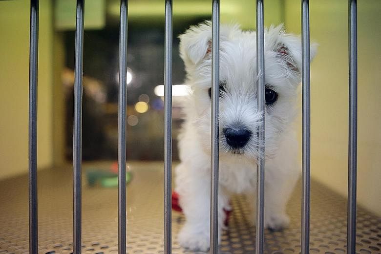 A puppy on sale at The Pet Safari in VivoCity. Under stricter dog licensing rules, which take effect from March 1, pet owners will have to inform the authorities when they sell or give away their dogs, and also provide the particulars of the new owne