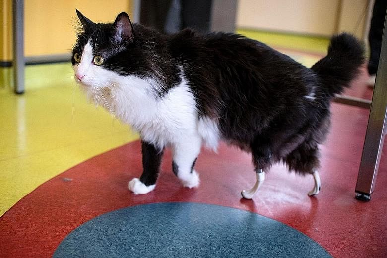 One-year-old Pooh showing off its bionic paws, courtesy of Bulgarian veterinary surgeon Vladislav Zlatinov. The cat in Sofia is believed to have lost its hind legs in a car or train accident last year but, thanks to Dr Zlatinov, is back on the prowl.