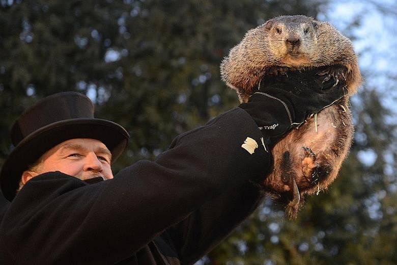 Handler John Griffiths introduces Punxsutawney Phil to the crowd at Gobbler's Knob on the 131st Groundhog Day in Punxsutawney, Pennsylvania, yesterday. Punxsutawney Phil, a famed US groundhog, emerged from its burrow yesterday and predicted six more 