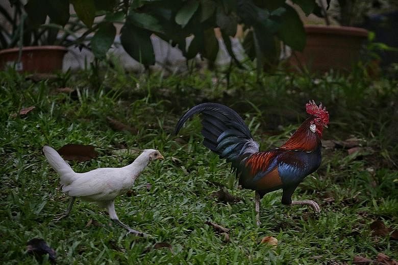 A female hybrid (left) and a male red junglefowl seen in Pasir Ris yesterday. AVA killed 24 free-roaming chickens in Sin Ming after residents complained about noise.